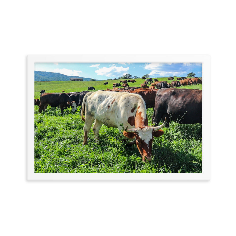 Grazing Cattle Framed poster