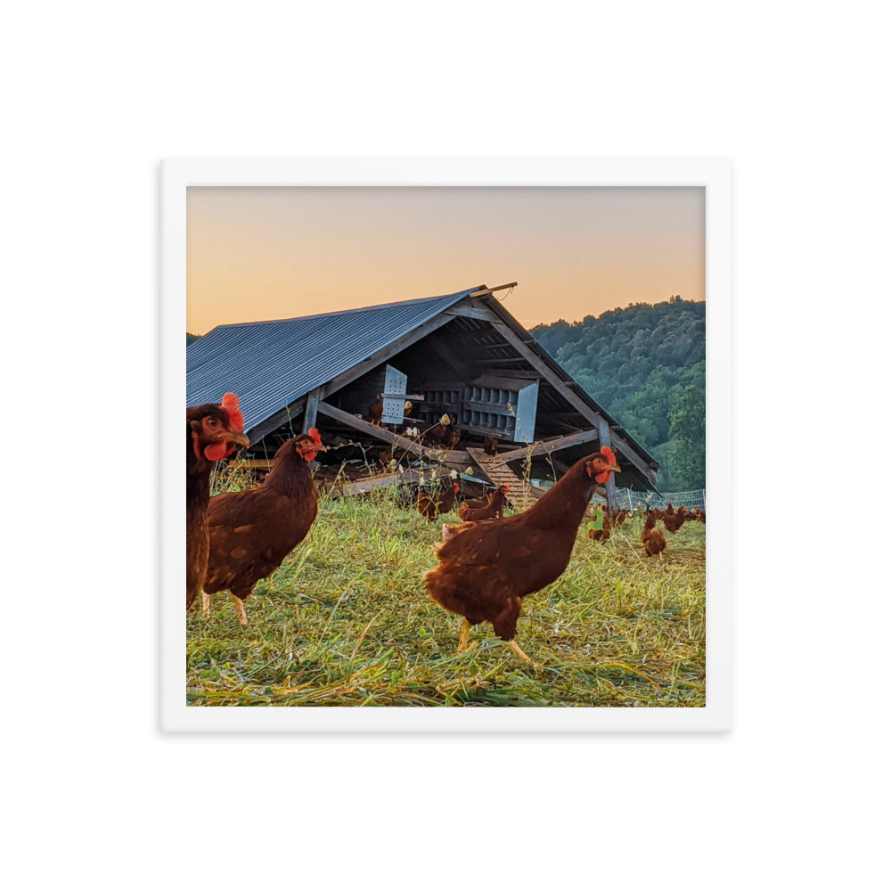 Pasture Chickens Framed poster