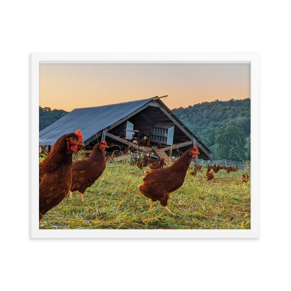 Pasture Chickens Framed poster