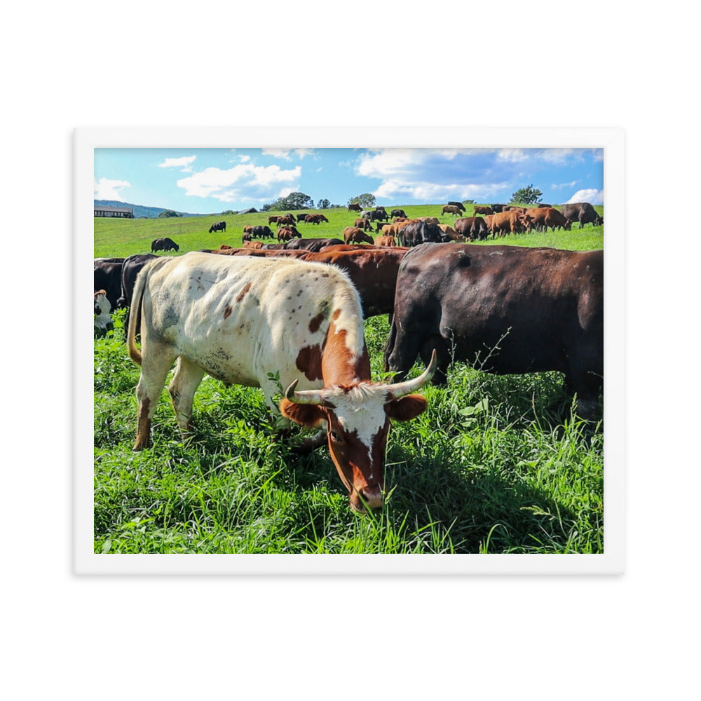 Grazing Cattle Framed poster