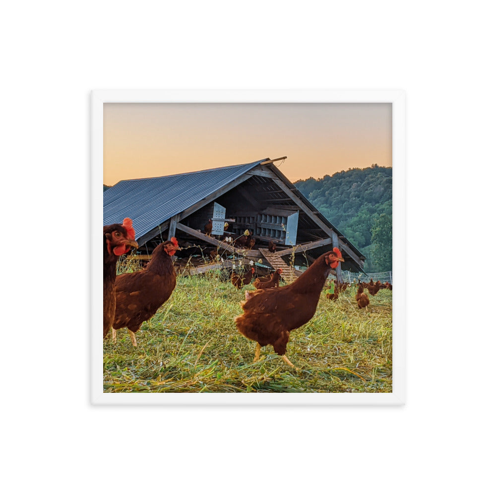Pasture Chickens Framed poster