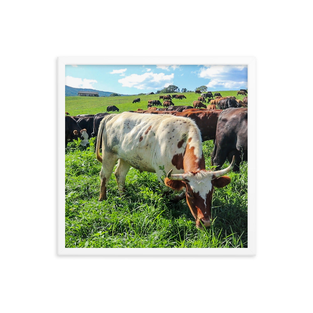 Grazing Cattle Framed poster