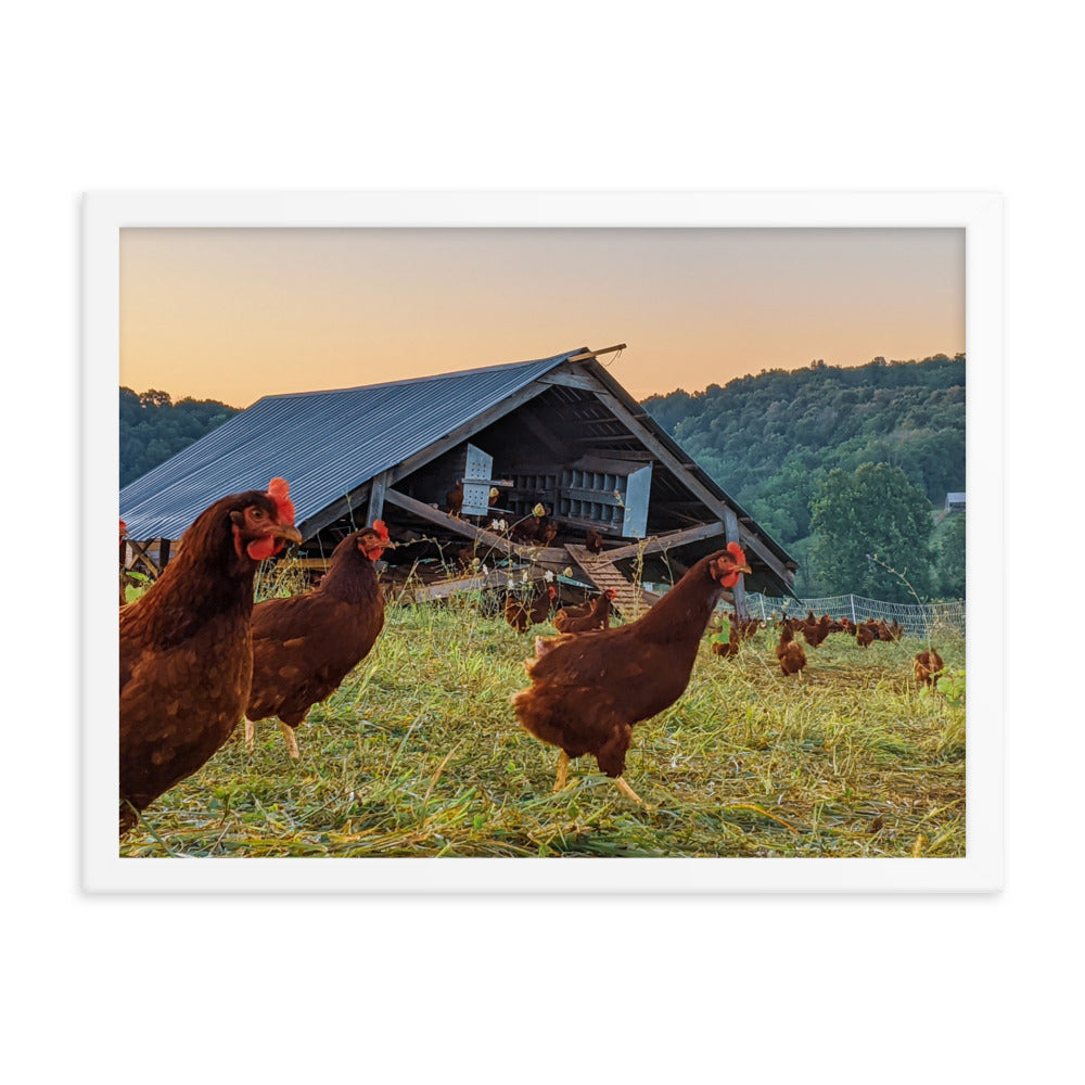 Pasture Chickens Framed poster