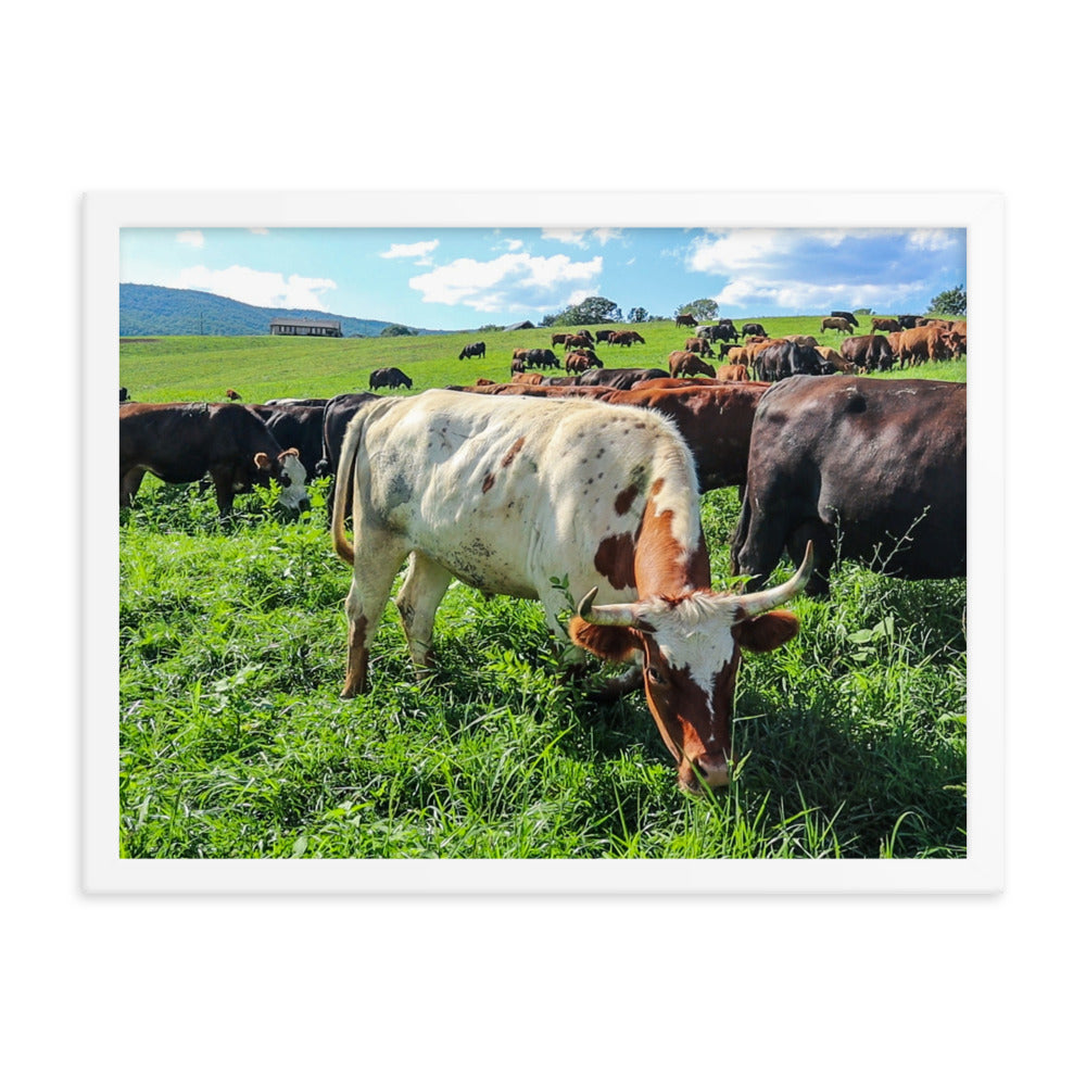 Grazing Cattle Framed poster