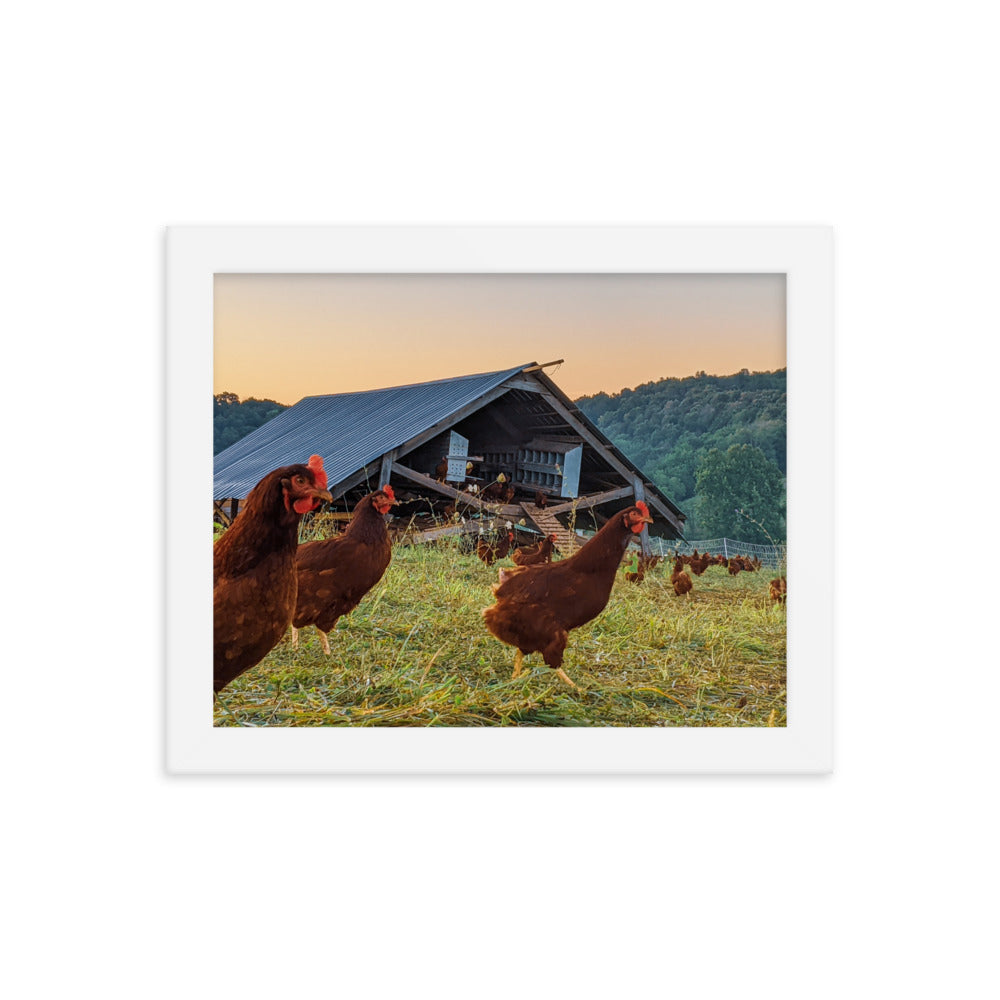 Pasture Chickens Framed poster