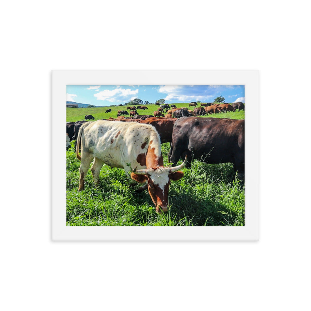 Grazing Cattle Framed poster