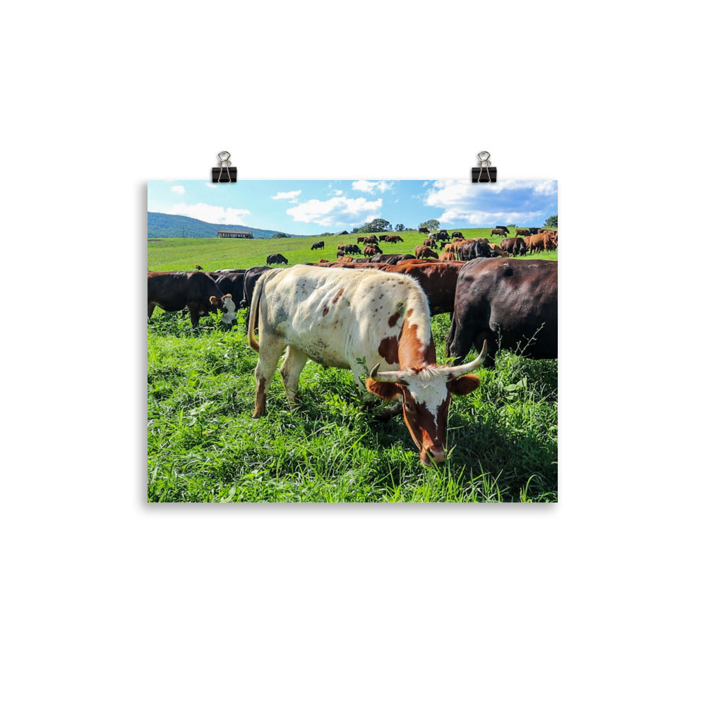 Grazing Cattle Poster