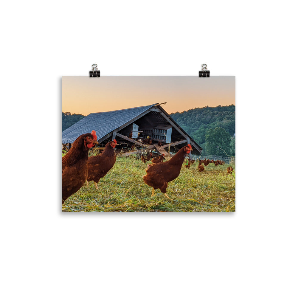 Pasture Chickens Poster