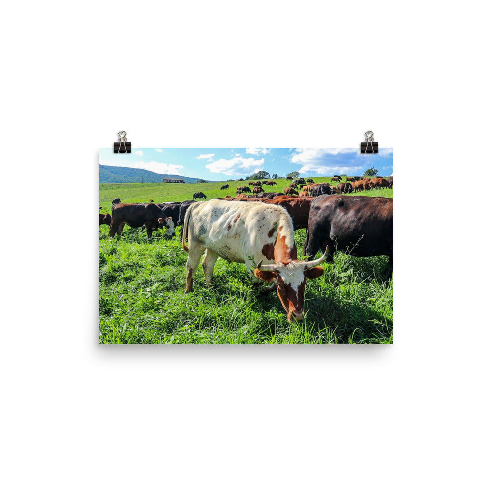 Grazing Cattle Poster