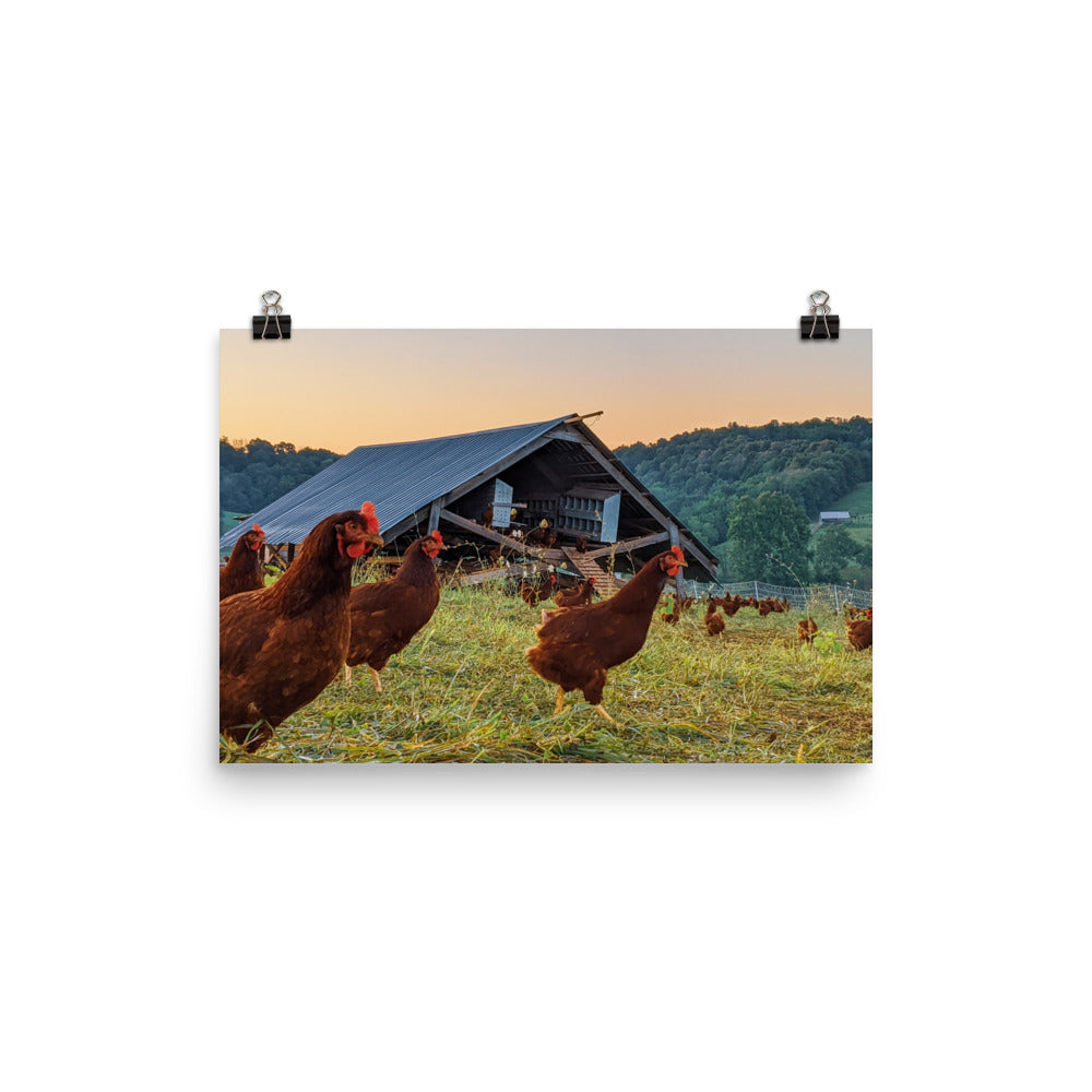Pasture Chickens Poster