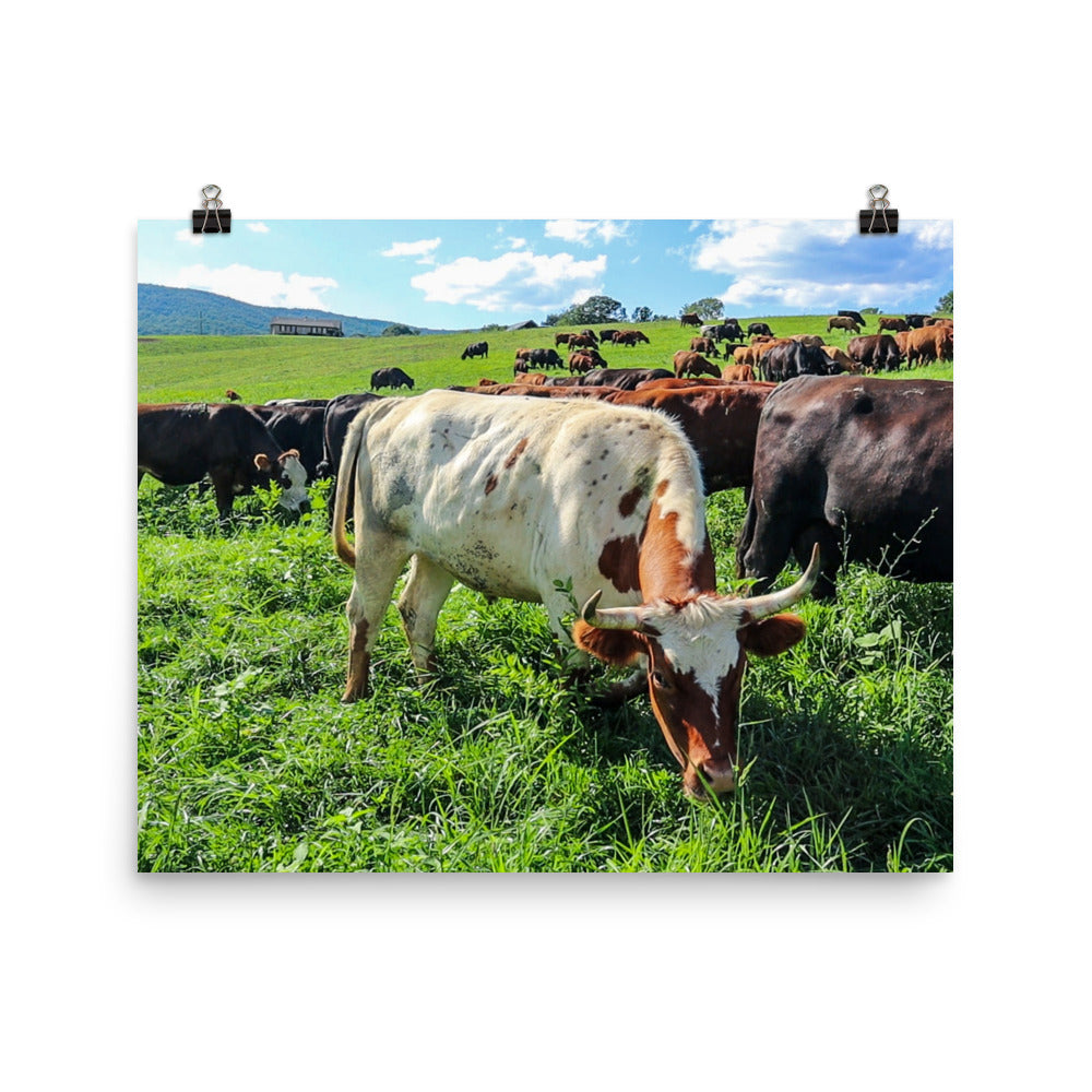 Grazing Cattle Poster