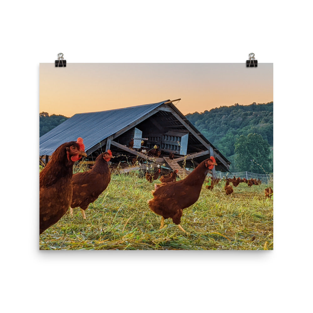 Pasture Chickens Poster