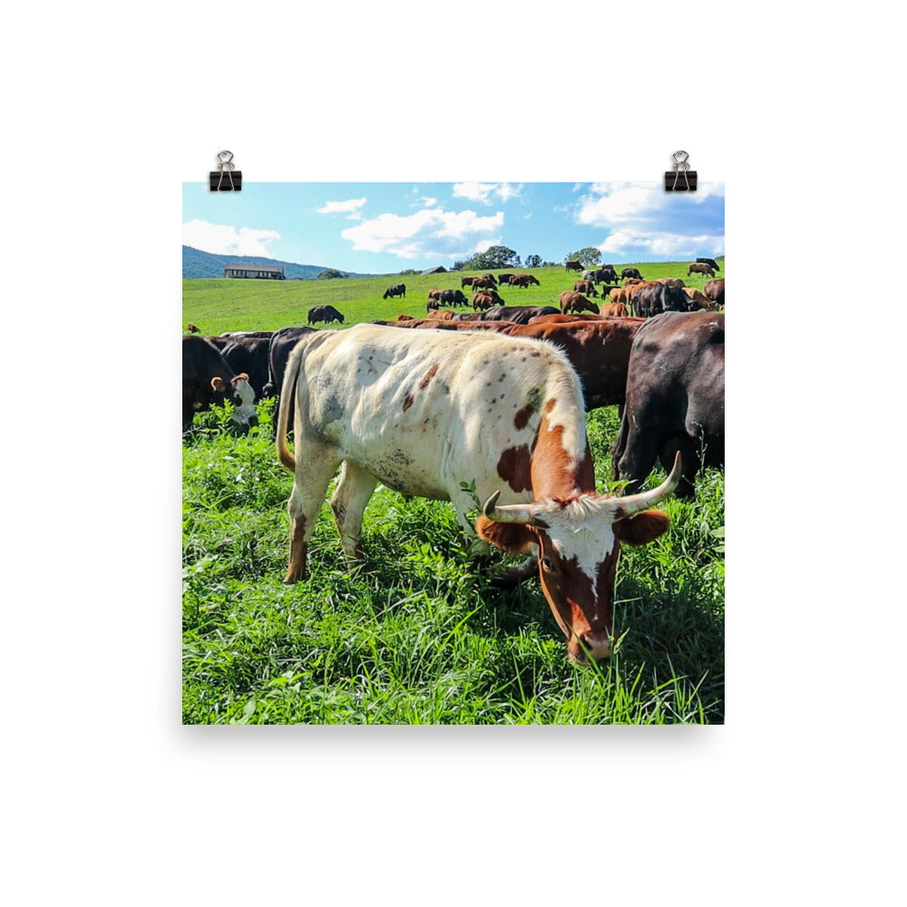 Grazing Cattle Poster