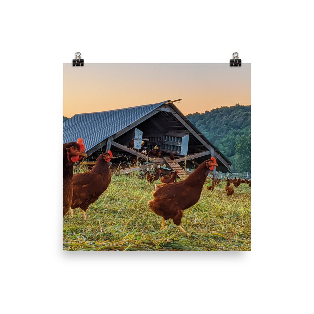 Pasture Chickens Poster