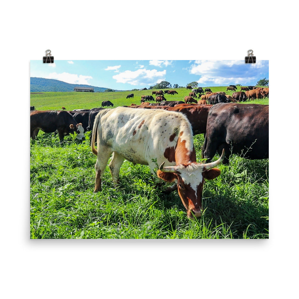 Grazing Cattle Poster