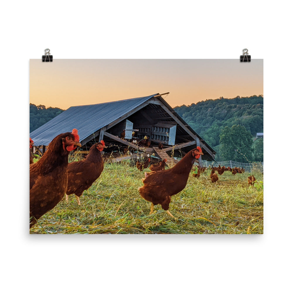 Pasture Chickens Poster