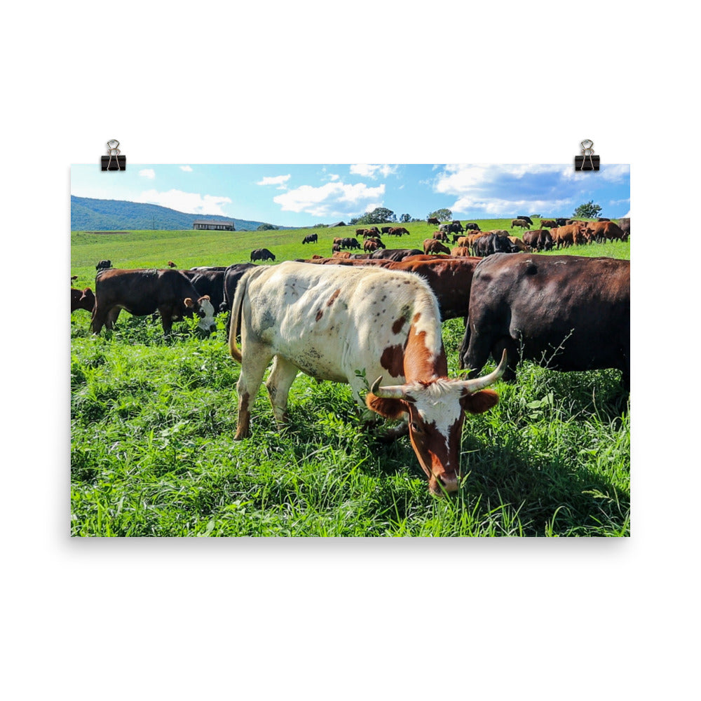 Grazing Cattle Poster