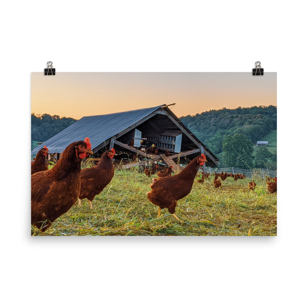 Pasture Chickens Poster