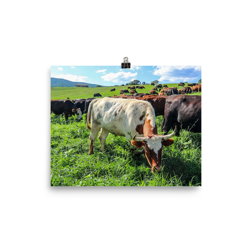 Grazing Cattle Poster
