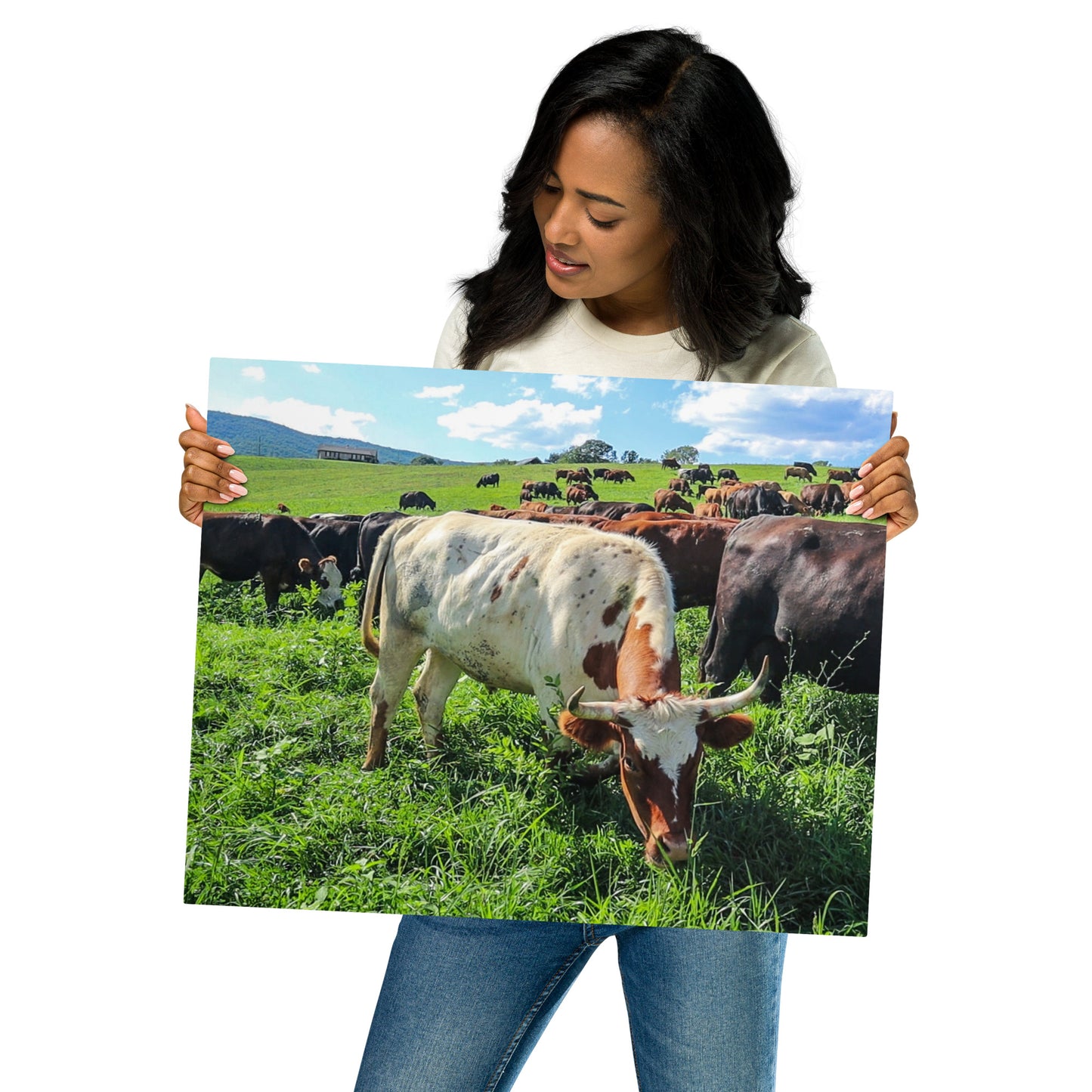 Grazing Cattle Metal prints