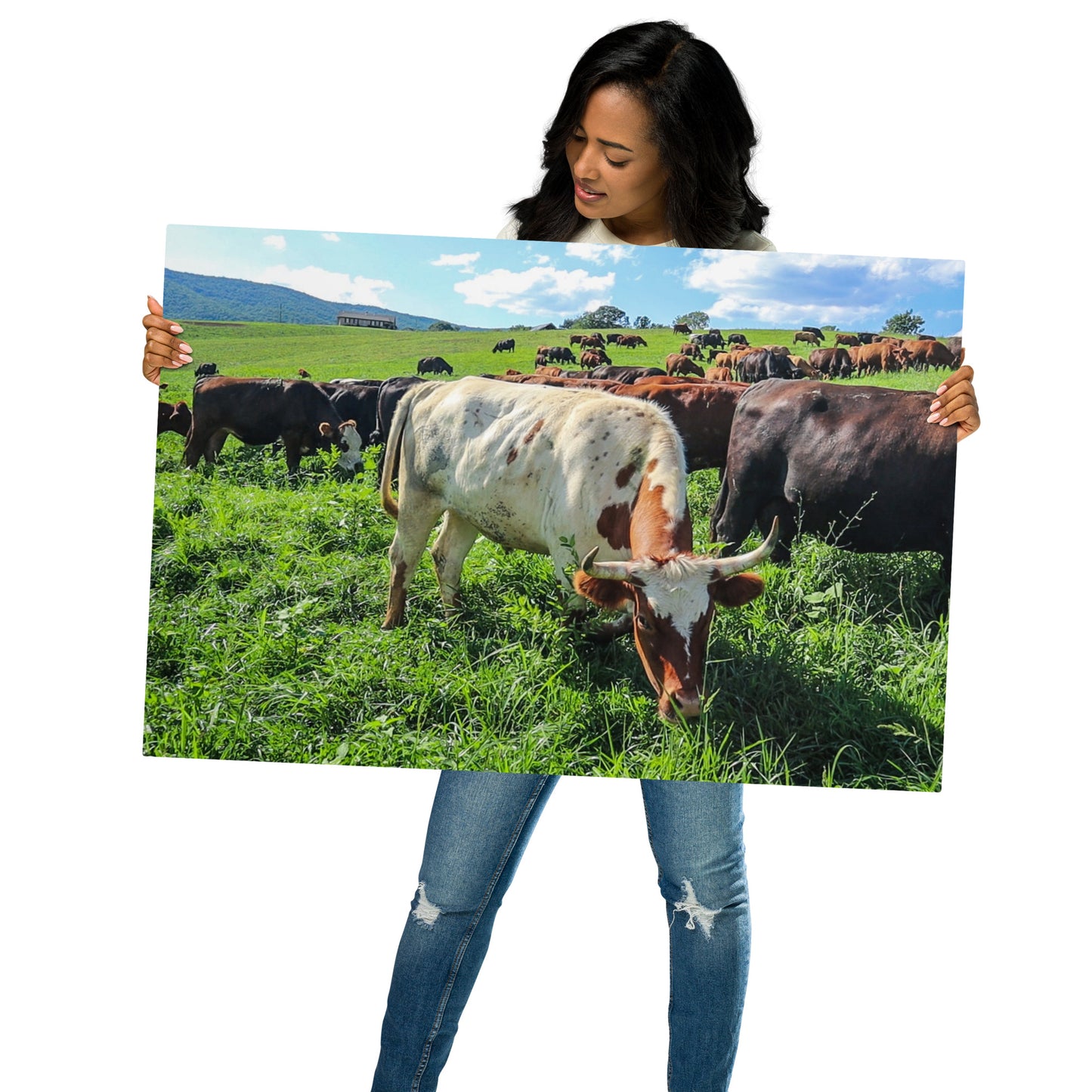 Grazing Cattle Metal prints