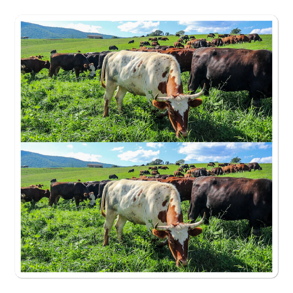 Bubble-free stickers